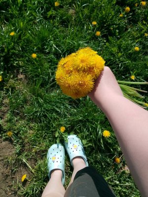 зарабатываю благодаря одуванчику