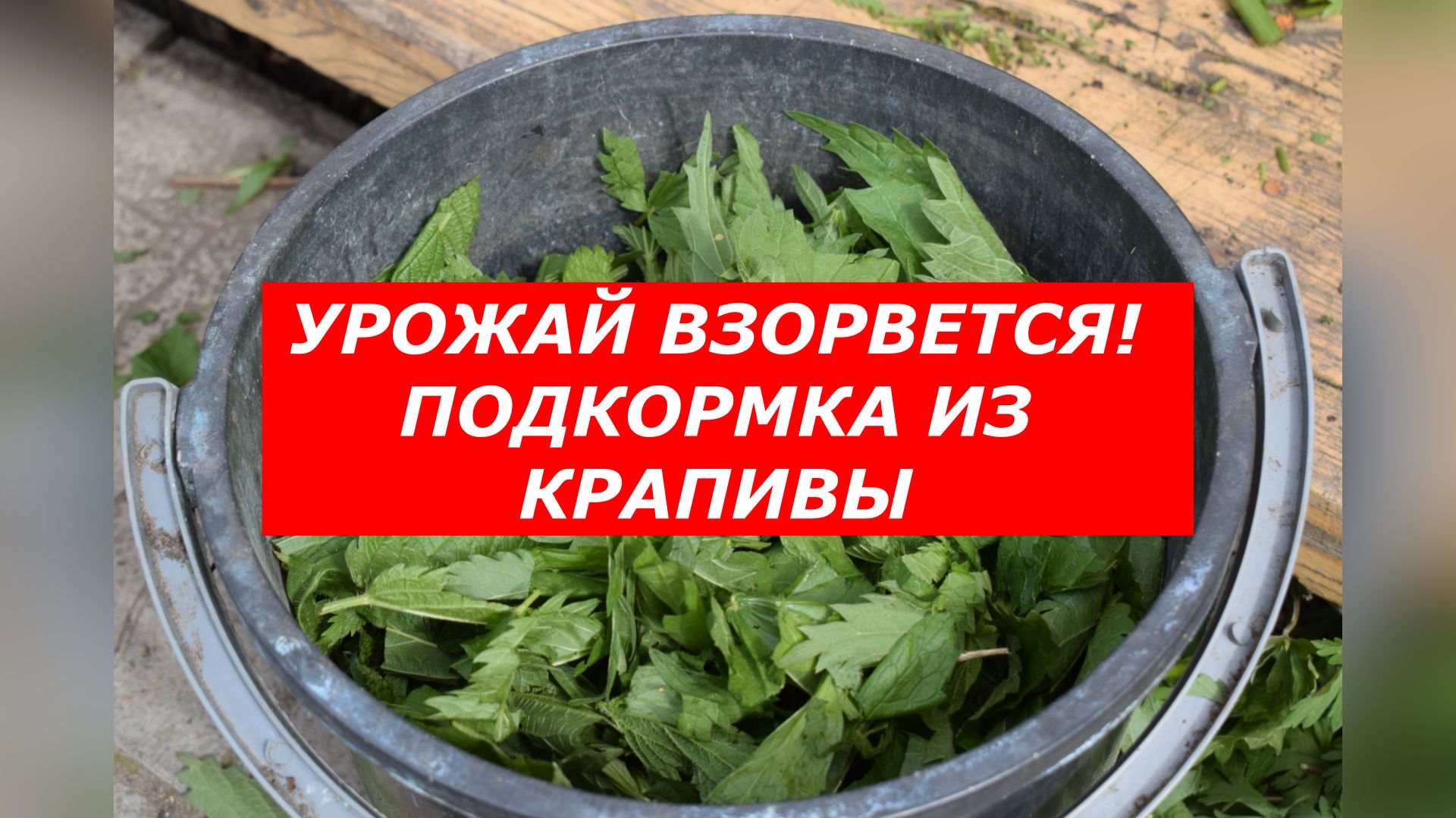 Хватит покупать химию! Сделайте это бесплатное чудо-удобрение.