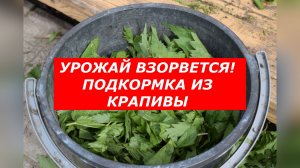 Хватит покупать химию! Сделайте это бесплатное чудо-удобрение.