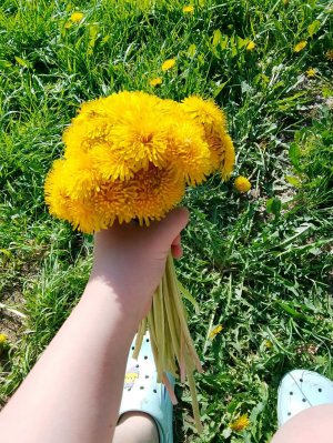 зарабатываю деньги благодаря одуванчикам