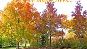 Oh, the maple trees...(Music from Sergey Kolosov)