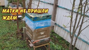 пчеловодство, матки не пришли ждем