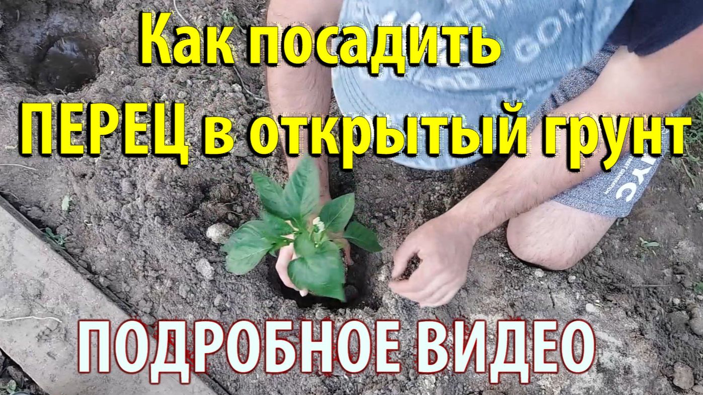 Как посадить перец в открытый грунт