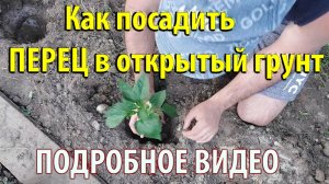 Как посадить перец в открытый грунт