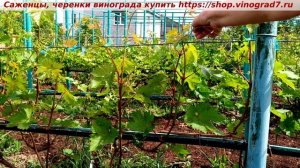 Виноград Кишмиш Соломия- нагрузка соцветьями и побегами весной. Пузенко Наталья Лариасовна