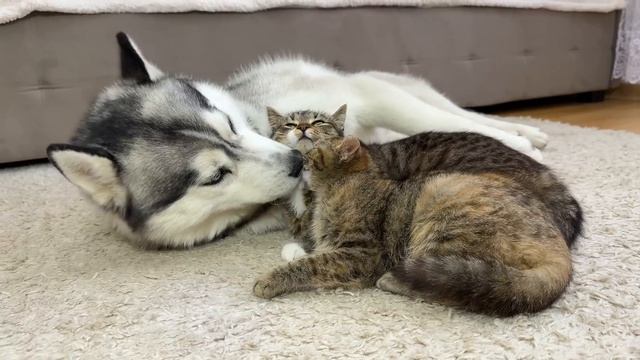 Хаски нужны объятия… Но у котят другие планы!!