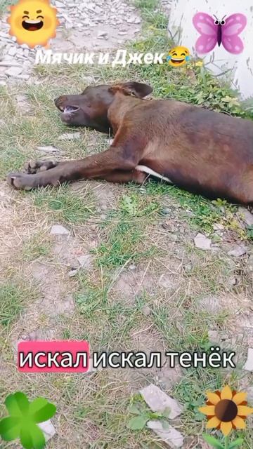 Мячик и Джек-2🐶🐱😅