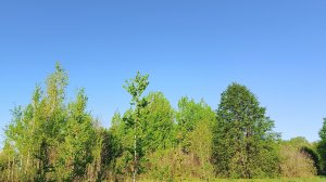 Майская дача. Жара пришла.