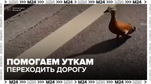 Москвичка помогла семье уток безопасно пересечь дорогу - Москва 24