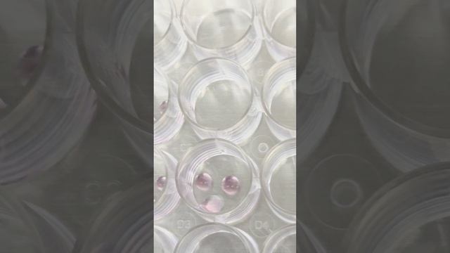 Мария Краснова: «Понимание генетических механизмов поможет разобраться в нерешаемых проблемах»