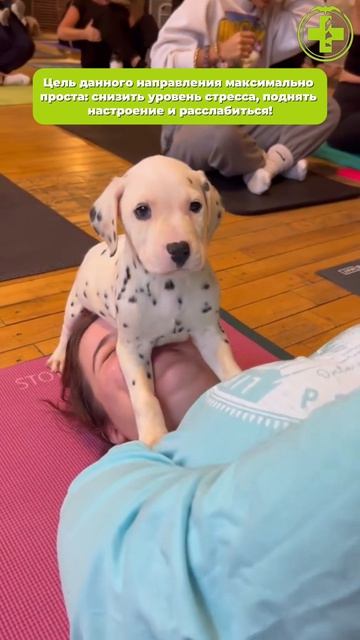 Puppy yoga смотреть онлайн