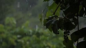 #4 Красивое Видео Природы