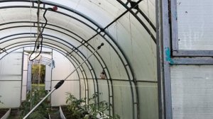 Спасаю томаты от жары.
5 утра 18 мая 26 год Московская область