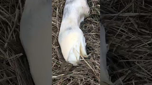 Животные приколы и не только😅