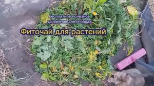 Фиточай для растений - полезное бесплатное удобрение, готовится 30 минут. Использую полезные сорняки