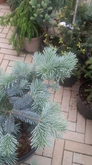 ❤🌲 Пихта Субальпийская Аризоника 
✔Продажа растений в макс и телеграм канале: https://t.me/love_is_h