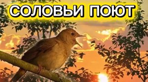 Соловьи поют заливаются
 природа улыбается...