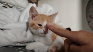 персик так мило спит 🥰