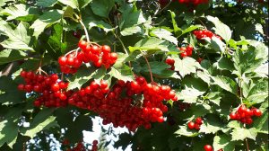2474.  Помощь кустам и деревьям после заморозка.