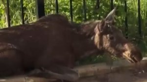 В Заволжском районе Ярославля три лосёнка забежали во дворы