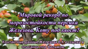 Мировой рекорд по морозостойкости персика Железова. Коту под хвост?