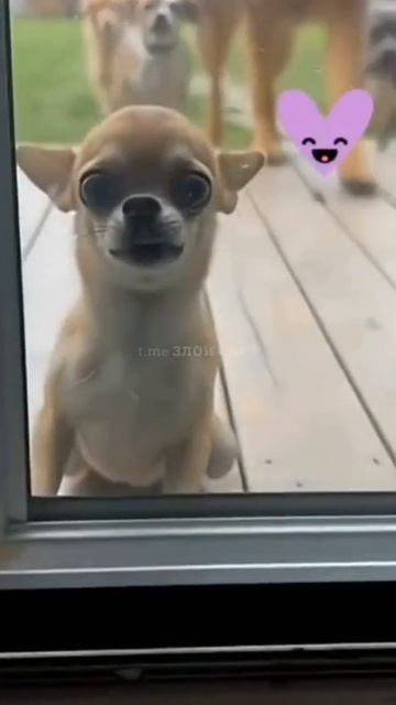 Юмор