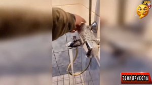 ✅ Я РЖАЛ ДО СЛЁЗ, СМЕШНЫЕ ПРИКОЛЫ 2026, СБОРНИК ПРИКОЛОВ, ЛУЧШИЕ ПРИКОЛЫ, С ДЕВУШКАМИ, С КОТАМИ