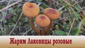 Жарим Лаковицу розовую. Дегустация.