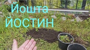 28-05-2026.Дача.Новые фонарики.Сажаю  кустики и лук(16.05.-17.05.26)
