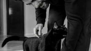 Only The Cat ｜ Feeling Good Mix, Deep House, Vocal House, Nu Disco, Chillout Mix, Emotional Mood