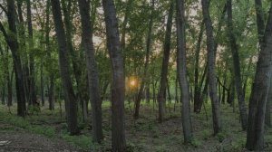Релакс . Природа. 2026г.