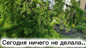Сегодня ничего не делала. Как-то тяжко..