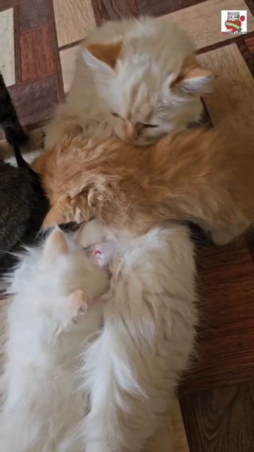 Обед 😻❤️🍼🐈🐈🐈🐈😻 #котята