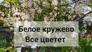 Все цветет: вишни, груша, черевишня 🍒🍐