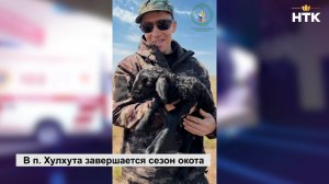 В п. Хулхута завершается сезон окота