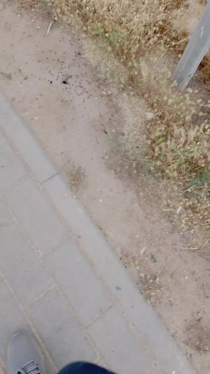 стрим