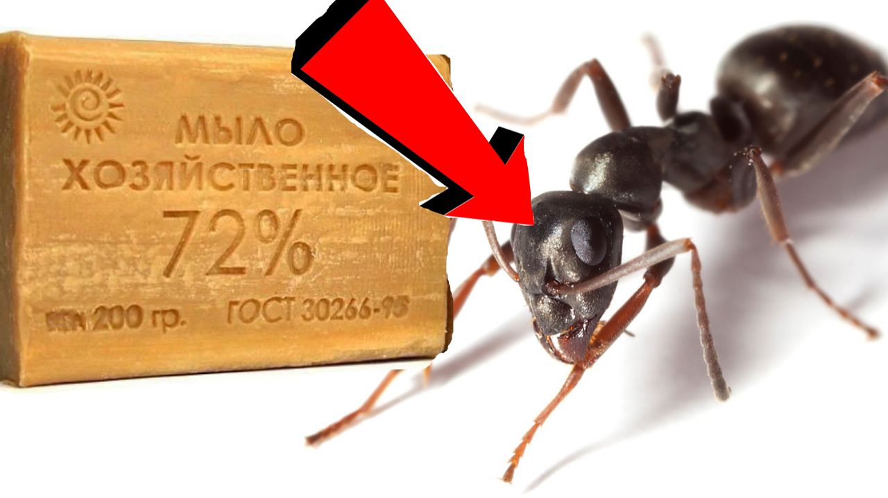 Как избавиться от муравьёв За 3 Секунды!!!