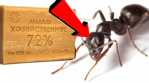 Как избавиться от муравьёв За 3 Секунды!!!