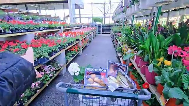 Сельчанка в Америке ЕДУ КУПИТЬ СЕМЕНУЮ КАРТОШКУ И ЛУК ШОПИНГ В США