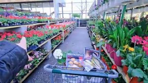 ЕДУ КУПИТЬ СЕМЕНУЮ КАРТОШКУ И ЛУК ШОПИНГ В США