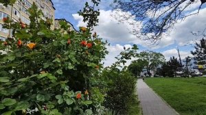 Утренняя пробежка в поле, где птички поют. И Анапские розы в мае