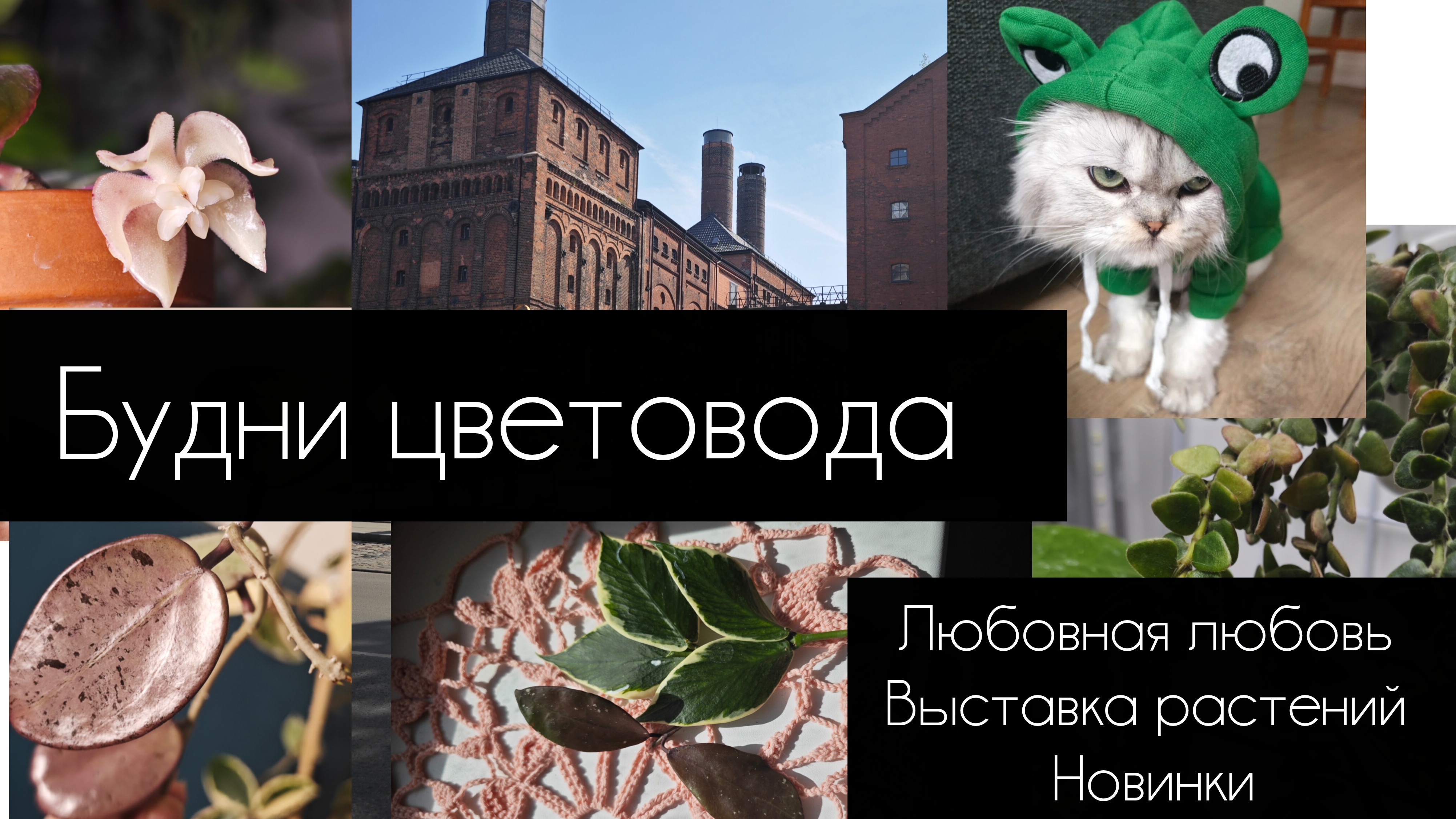 будни цветовода. любовная любовь 💝// выставка растений// новинки