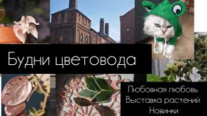 будни цветовода. любовная любовь 💝// выставка растений// новинки