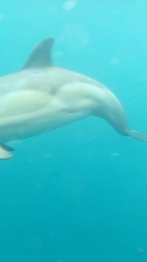 Дельфины 🐬
Севастополь, Балаклава