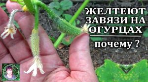 Почему на огурцах желтеют завязи  Основные причины и пути решения