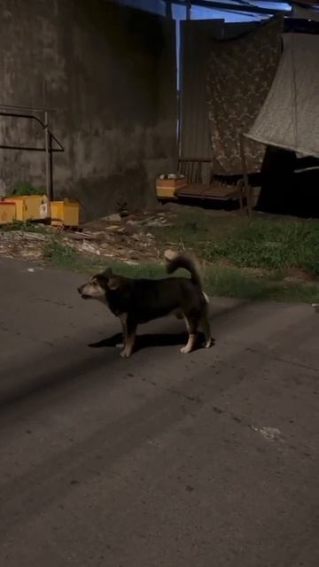 Собака, которая лает назад)))