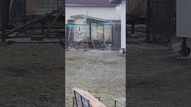 кот на охоте поймал 15 голубей смотреть онлайн