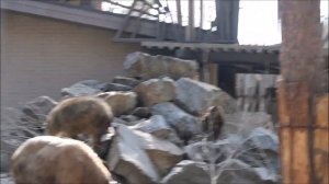 Детёныш золотистых такинов гуляет со всей своей семьёй 30.04.2026