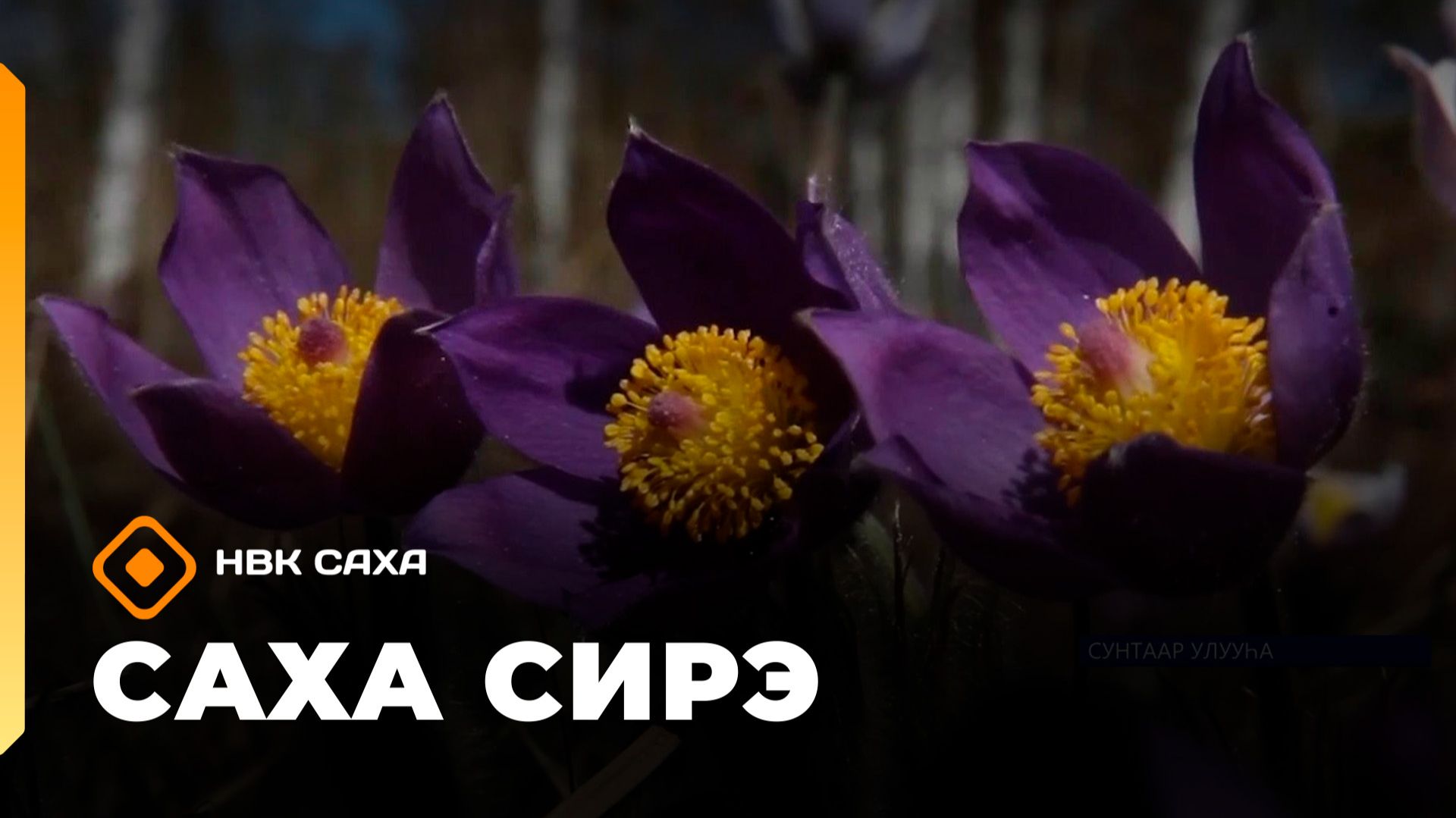 «Саха сирэ» информационнай биэрии. Ыам ыйын 18 күнэ 20.30