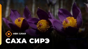 «Саха сирэ» информационнай биэрии. Ыам ыйын 18 күнэ 20.30
